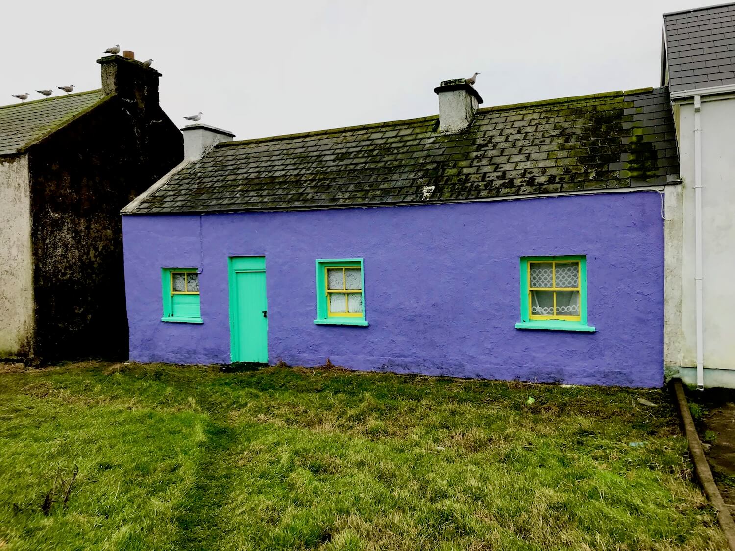 A home on Tory Island is bright purple in color with neon green borders to three windows and a door.  The grass is thick and green outside the house and seagulls perch on the chimneys above. 