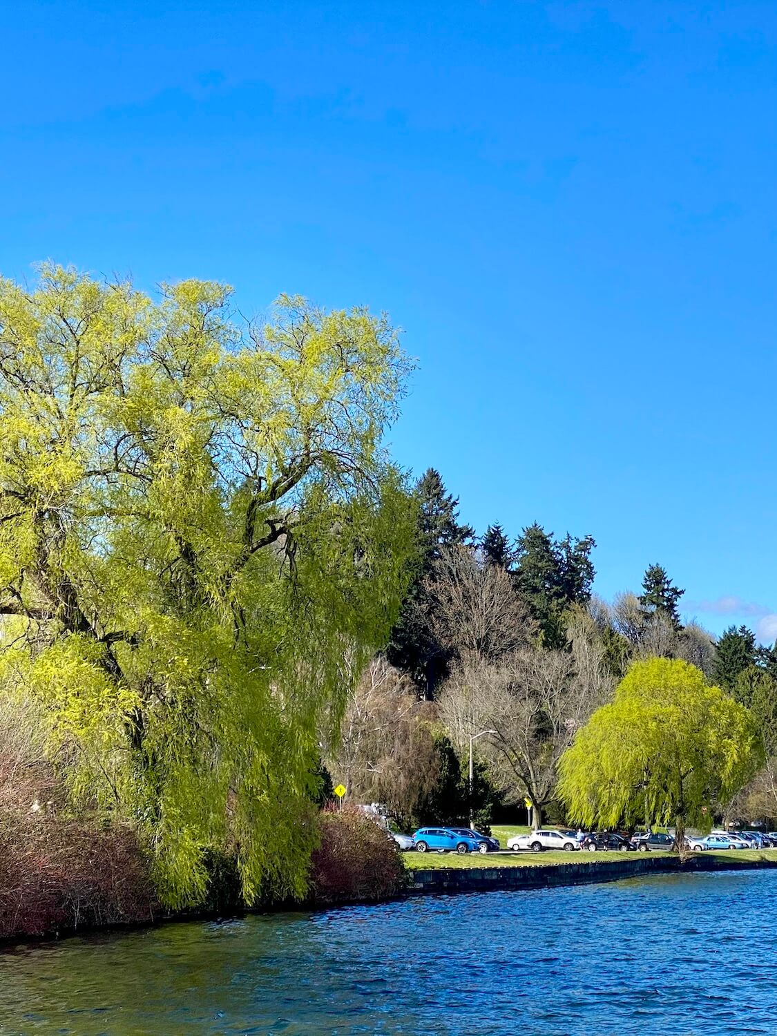 The shoreline of Lake Washington is a great way to experience outdoors in Spring in Seattle.  The various textures of green trees just opening up for the year contrast against emerging pink blossoms and the blue of the water. 