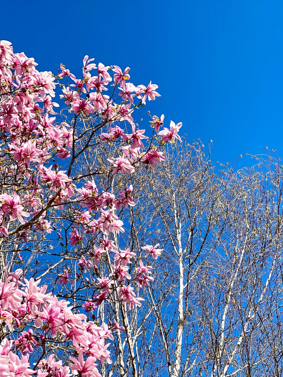 Bright pink magnolia blossoms open up next to a still Dormant birch tree in Washington Park Arboretum.  This is a great place to explore the outdoors in Springtime in Seattle.  