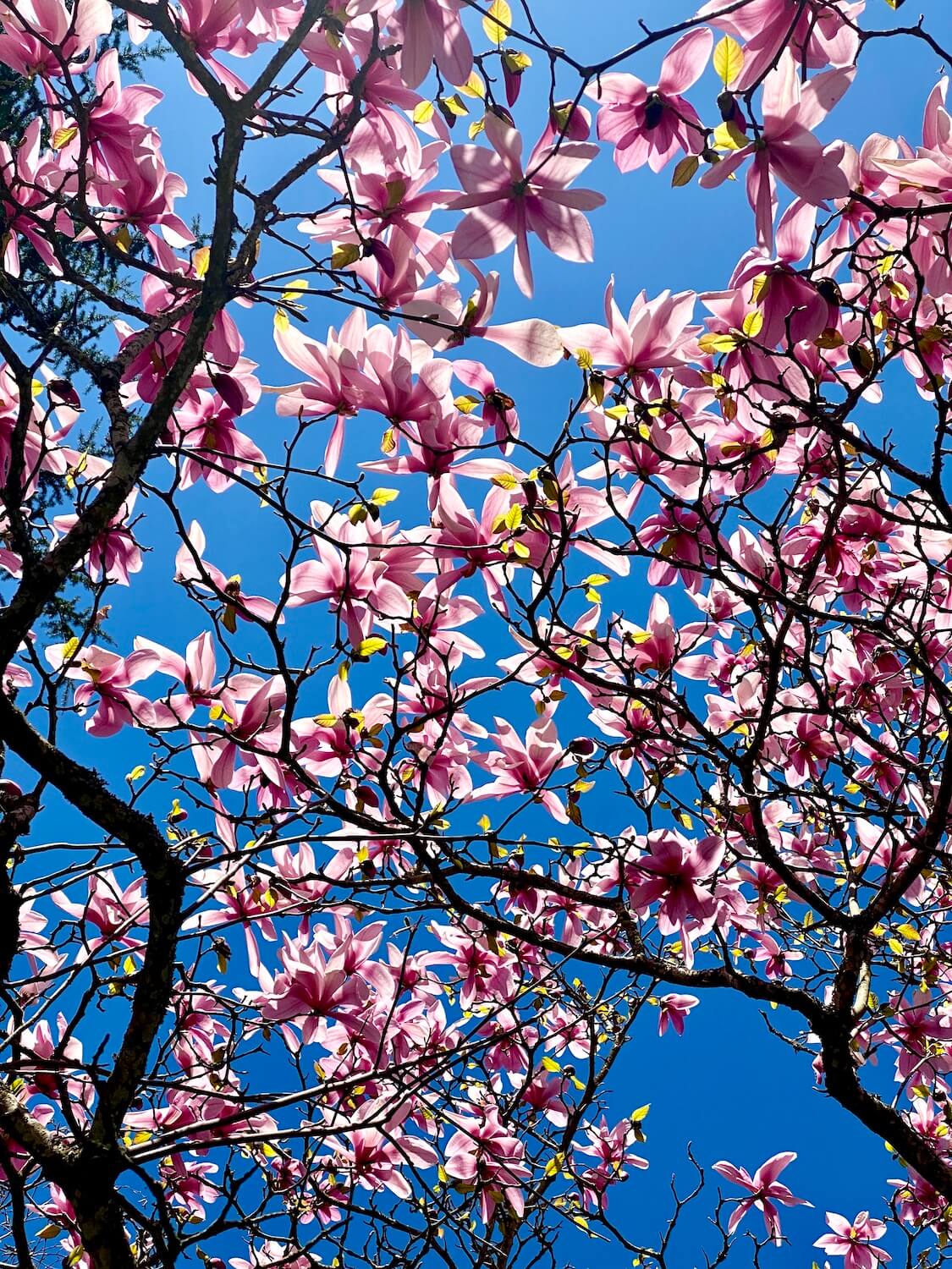 Brightly popping pink magnolia blossoms open up to the blue sky and the branches of the tree appear dark, shadowed by all the flowers.  