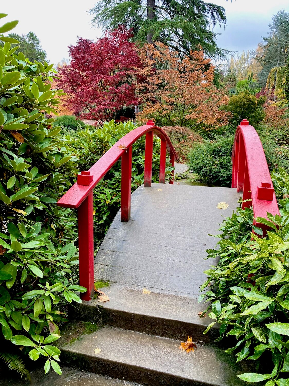 A bright red Japanese Moon Bridge crosses a creek with abundant green foliage all around and red and orange leaves on the trees in the background.  Kubota Garden is a great thing to do on a long layover at Seatac Airport. 