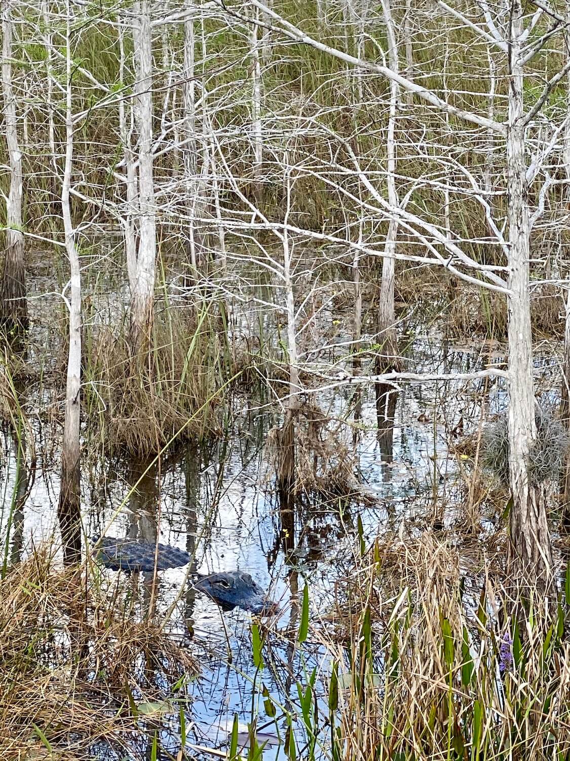 An alligator sits quietly in water submerged except for his head and mouth amongst a grove of cypress trees. 
