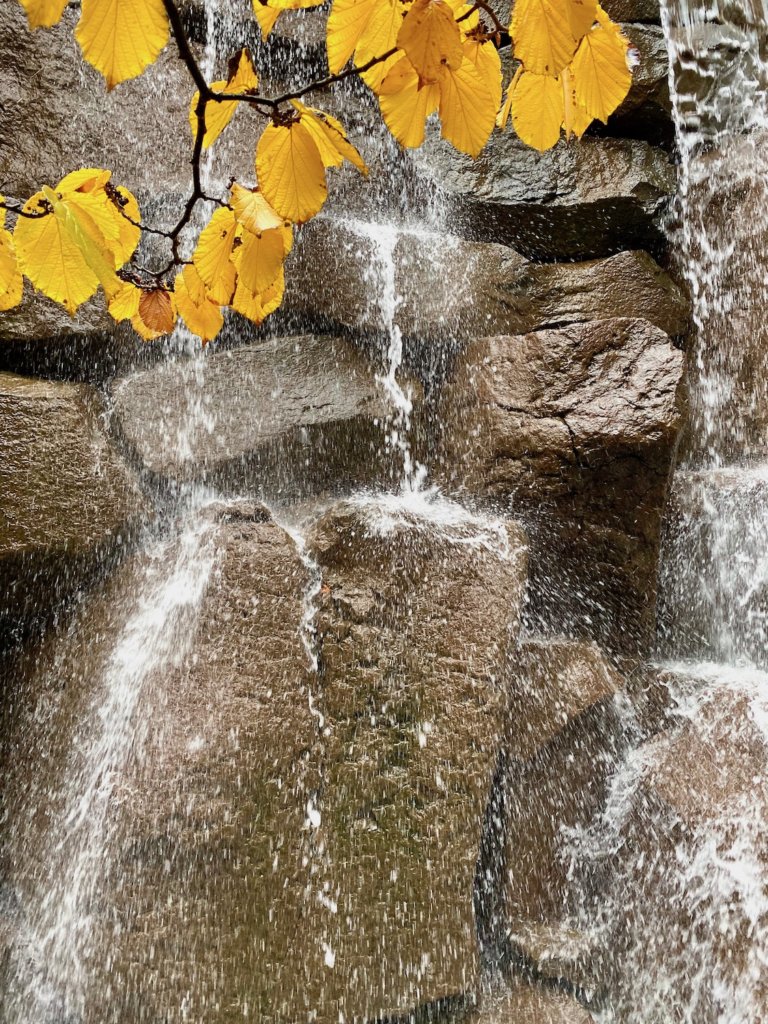 Water splashes down a waterfall in this Fall in Seattle scene, including a branch with yellow autumn leaves.