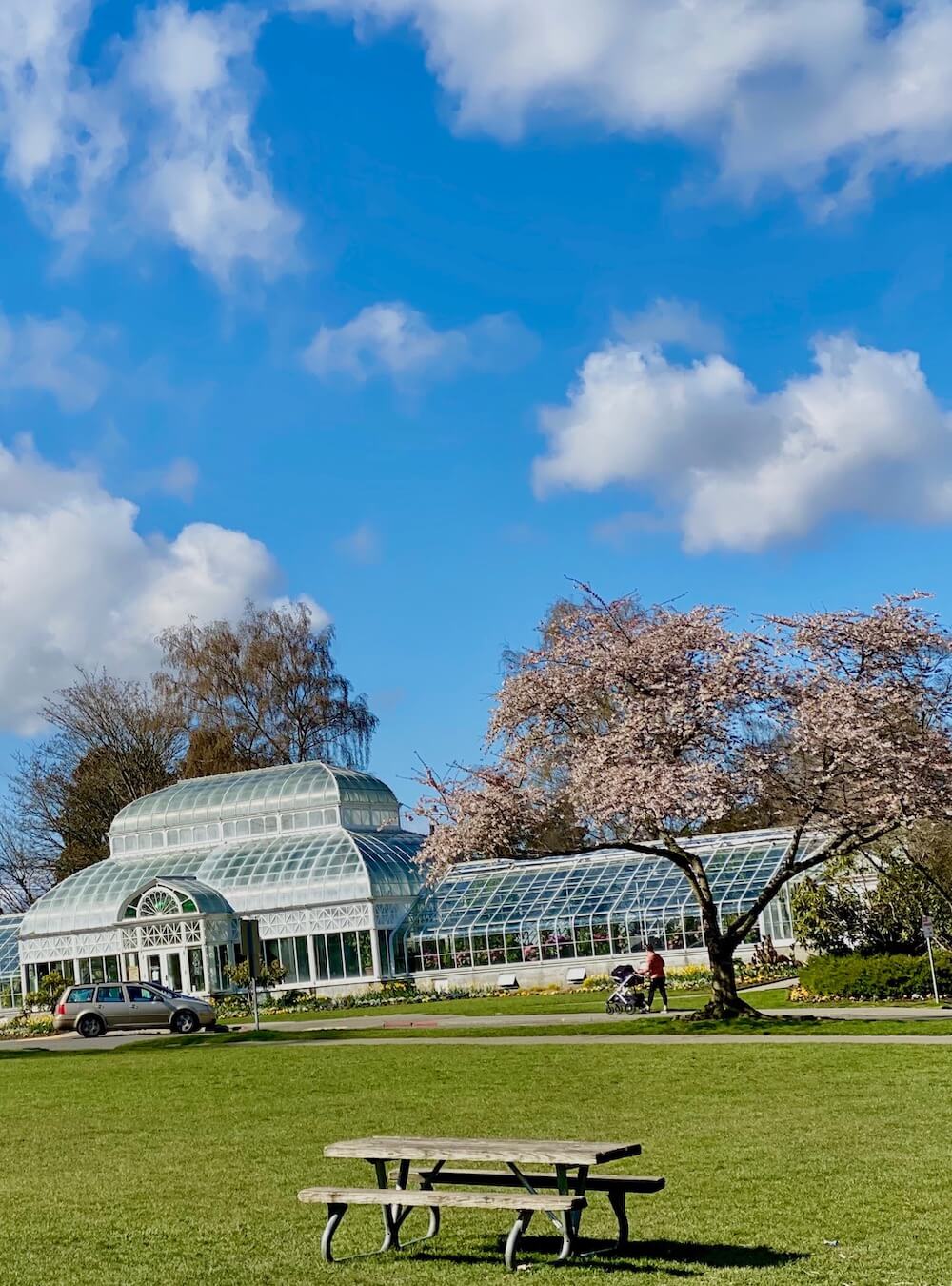 Volunteer Park is abuzz with pink cherry blossoms opening up to the world in front of the Volunteer Park Conservatory, with it's combination of white metal frames and glass panels.  The sky is blue with swirls of colds and there sits an empty picnic table in the foreground on one of the sweeping lawns in this iconic Seattle park. 