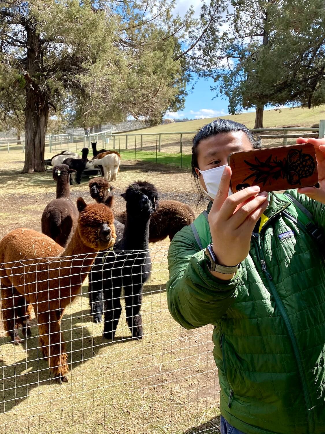 A man wearing a white face mask takes a selfie with brown and black alpacas in a pen behind him.  Several are eating hay under dry trees on a rolling farm pasture scene. 