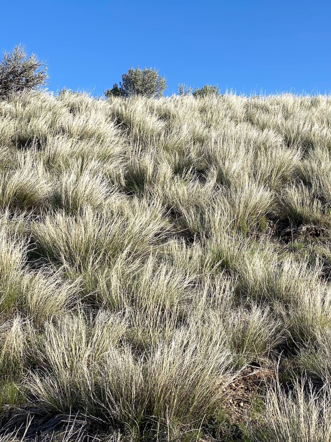 Grasses blow on the highest ridge of the Painted Hills, Carroll Rim Trail.  The sky above is bright blue and a few larger juniper plants rise up at the top of the ridge. 