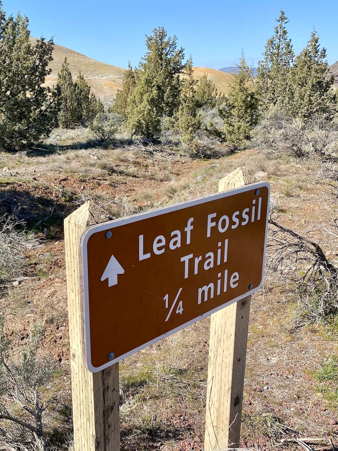 The brown sign at the Leaf Fossil Trail  points the way to the dry path surrounded by scraggly juniper bushes and trees. Rolling mounds of green with swirls of yellow rise up in the background. 