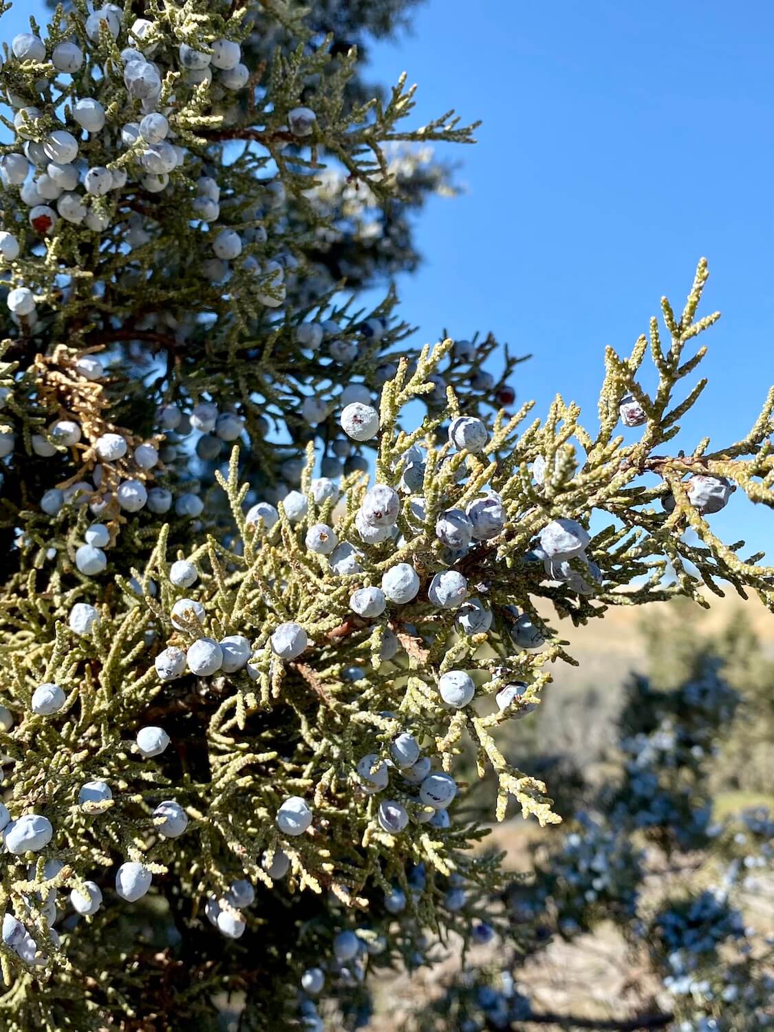 A closeup view of blue juniper berries reveals fruit that's about ripe but still clinging to the delicate needles.  