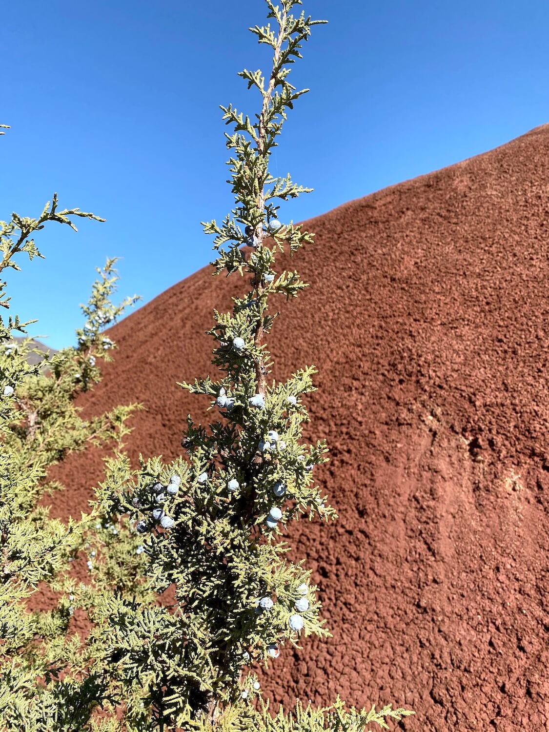 A lone juniper branch with blue berries pops up in front of the earthly red mound of the Painted Cove Trail under a bright blue sky.