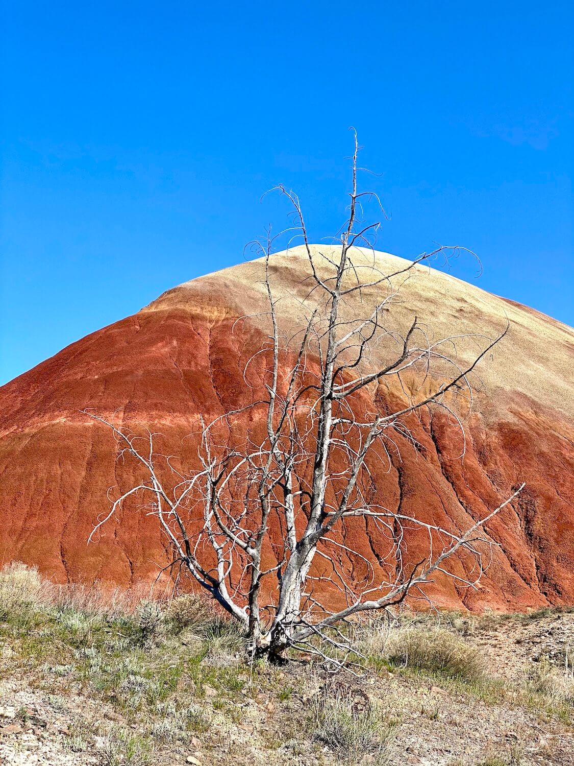 A lifeless tree with whiteish truck and branches is contrasted with a large mound covered in a bright orangish-red color with various textures leading up to a tiny section of orange and finally yellow.  The blue sky above helps make this scene pop.  