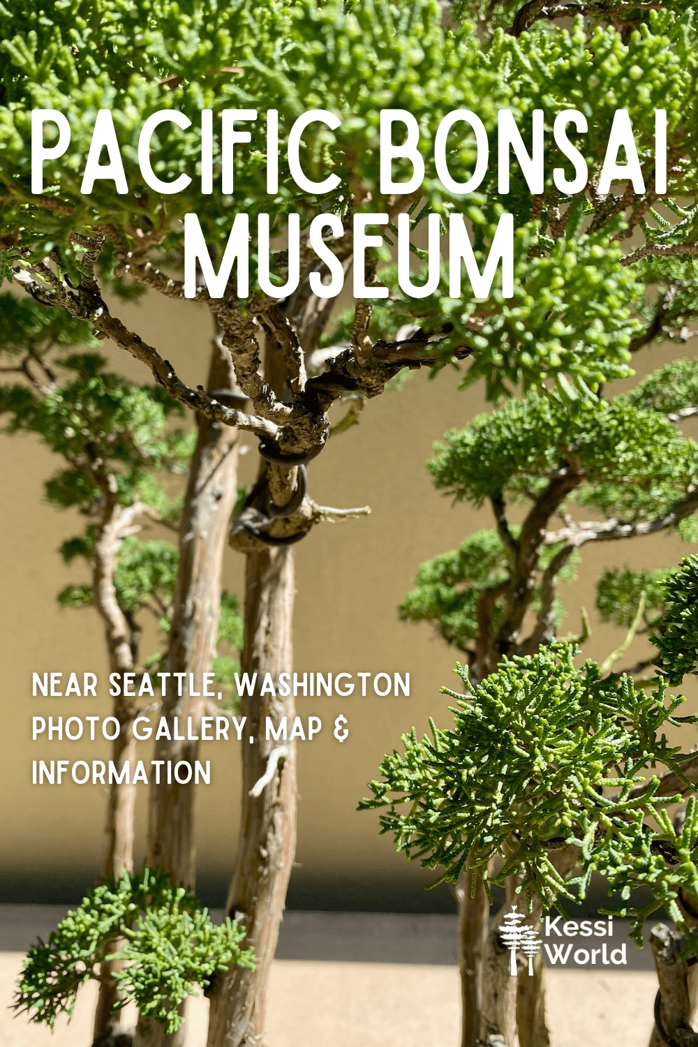 This Pinterest pin shows a close up shot of a beautifully crafted Bonsai miniature tree from the Pacific Bonsai Museum.  The gentle cedar leaves are a bright lime green against the wood colors of the trunk.  A shadow in the background creeps along the yellow wall.  