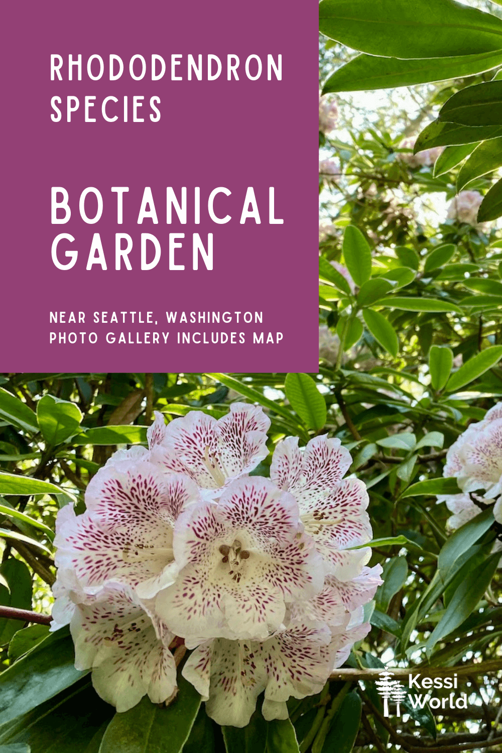 This Pinterest pin highlights the colorful blooms featured at the Rhododendron Species Botanical Garden, near Seattle, Washington.  These flowers fan out with an intricate purple pattern against the white blooms on thick branches with waxy green leaves.  
