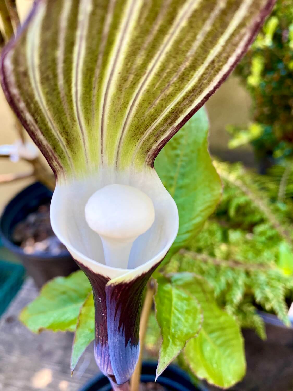 An unusual flower opens up with a creamy white stamin while the variagated leaf dabbles between olive greens and rich deep purple.  The green leaves below are blurred out. 