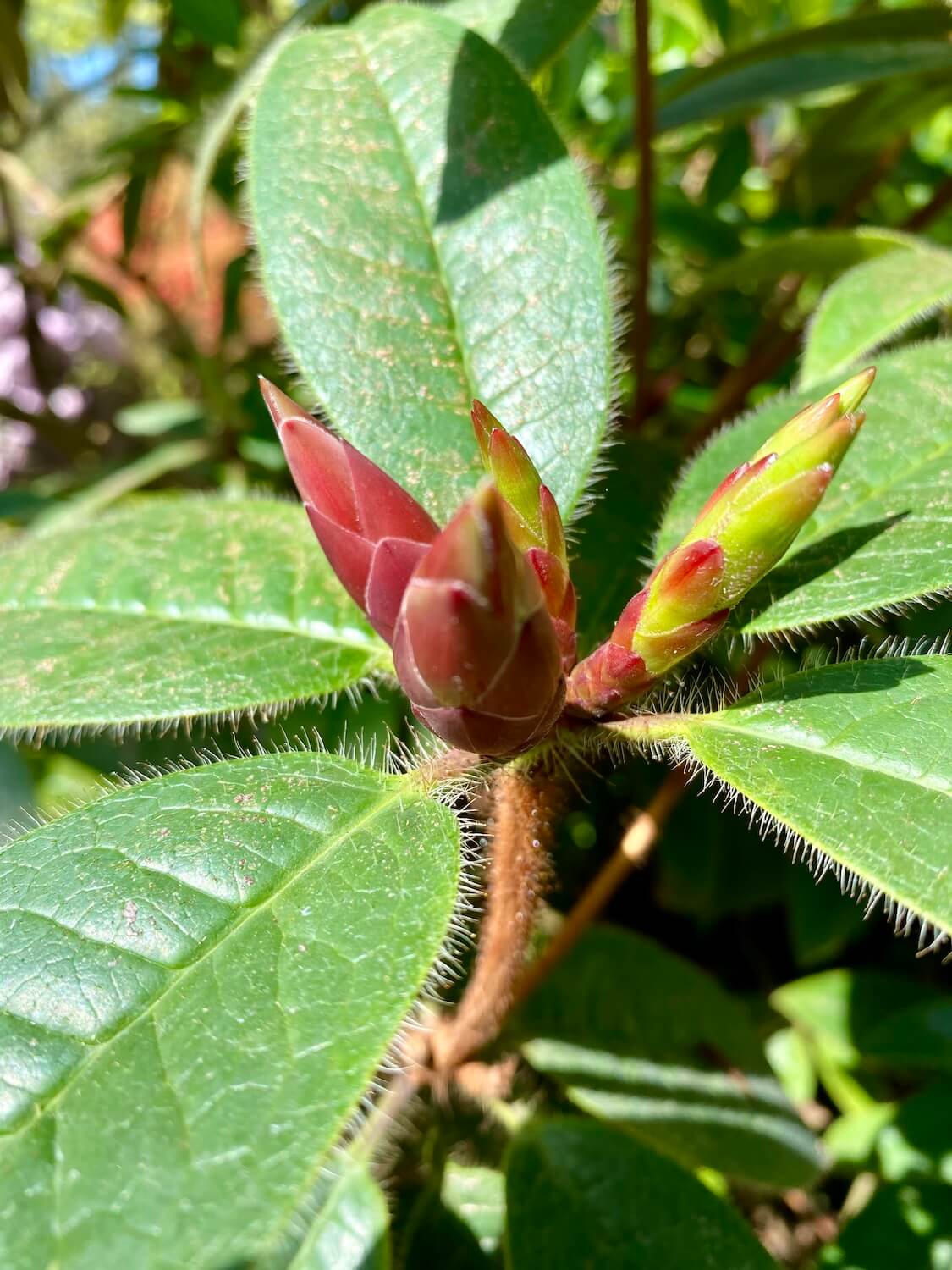 Rhododendron blooms begin pushing out on this photo of the start of the flower.  The buds are red and green and still very tight.  They are surrounded by waxy green leaves with fur like needles on the edges. 