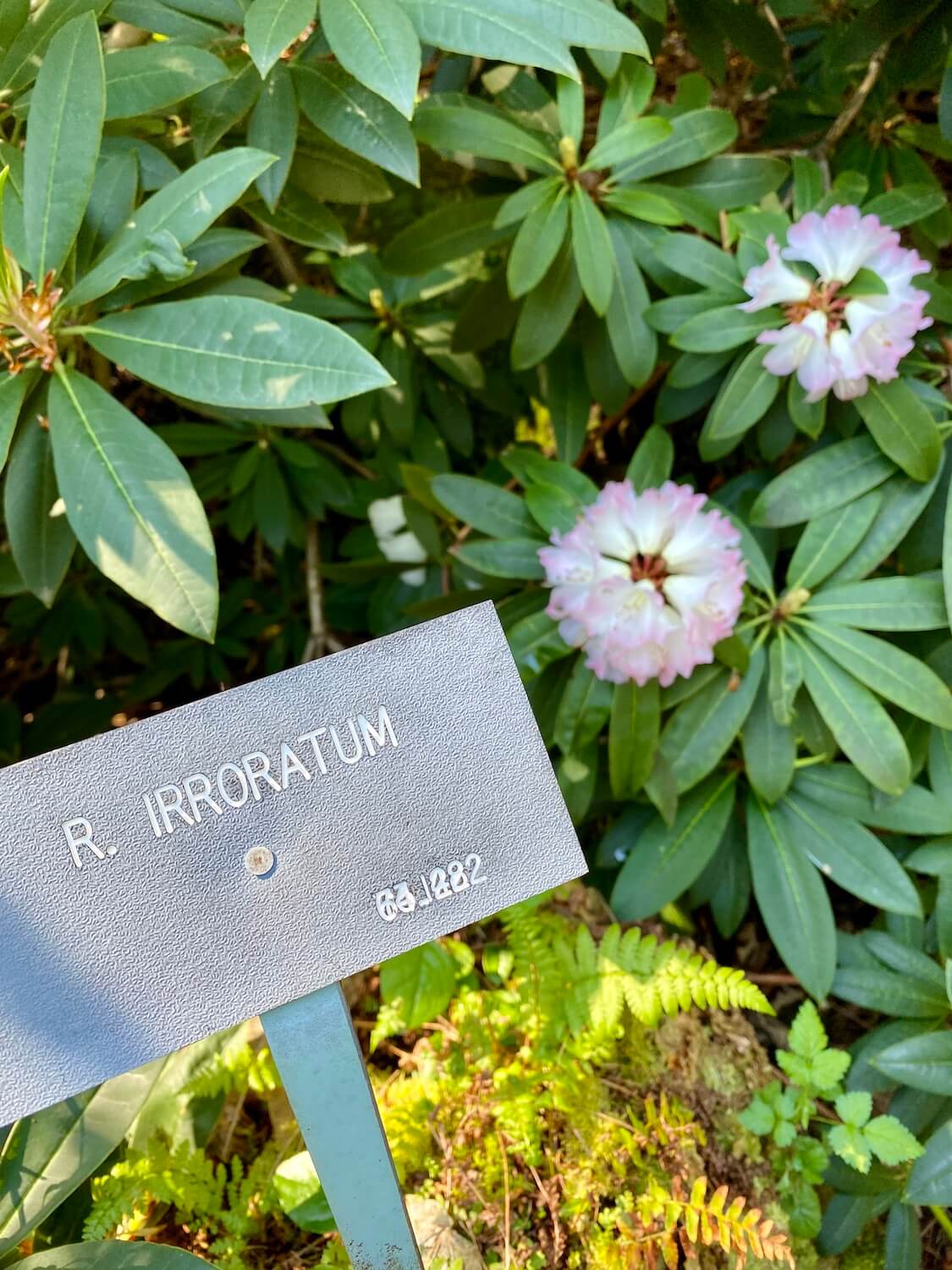 Two rhododendron blooms fan out amongst the waxy green leaves while a plastic plate with white engraved letters spells out the scientific name of the particular species. 