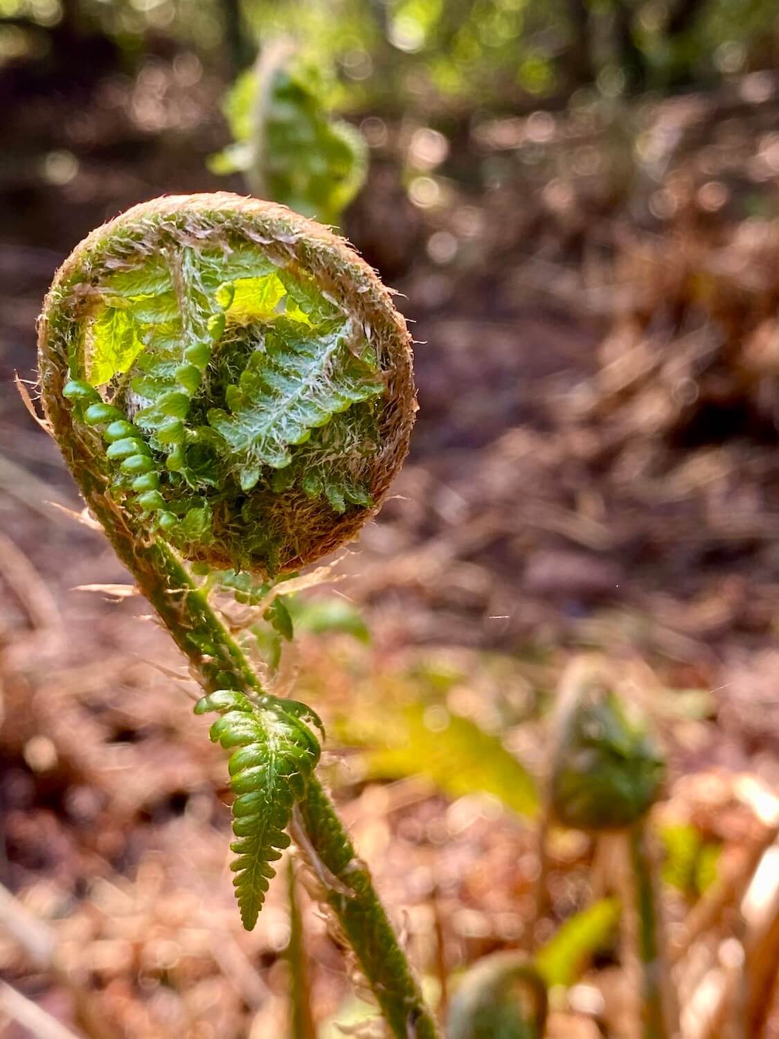 A fresh fiddlestick from a sword fern starting to unravel to produce a beautiful frond.  The light glows against the very delicate and thin ball of green matter.  The brown forest floor, still dormant, is blurred out in the background. 