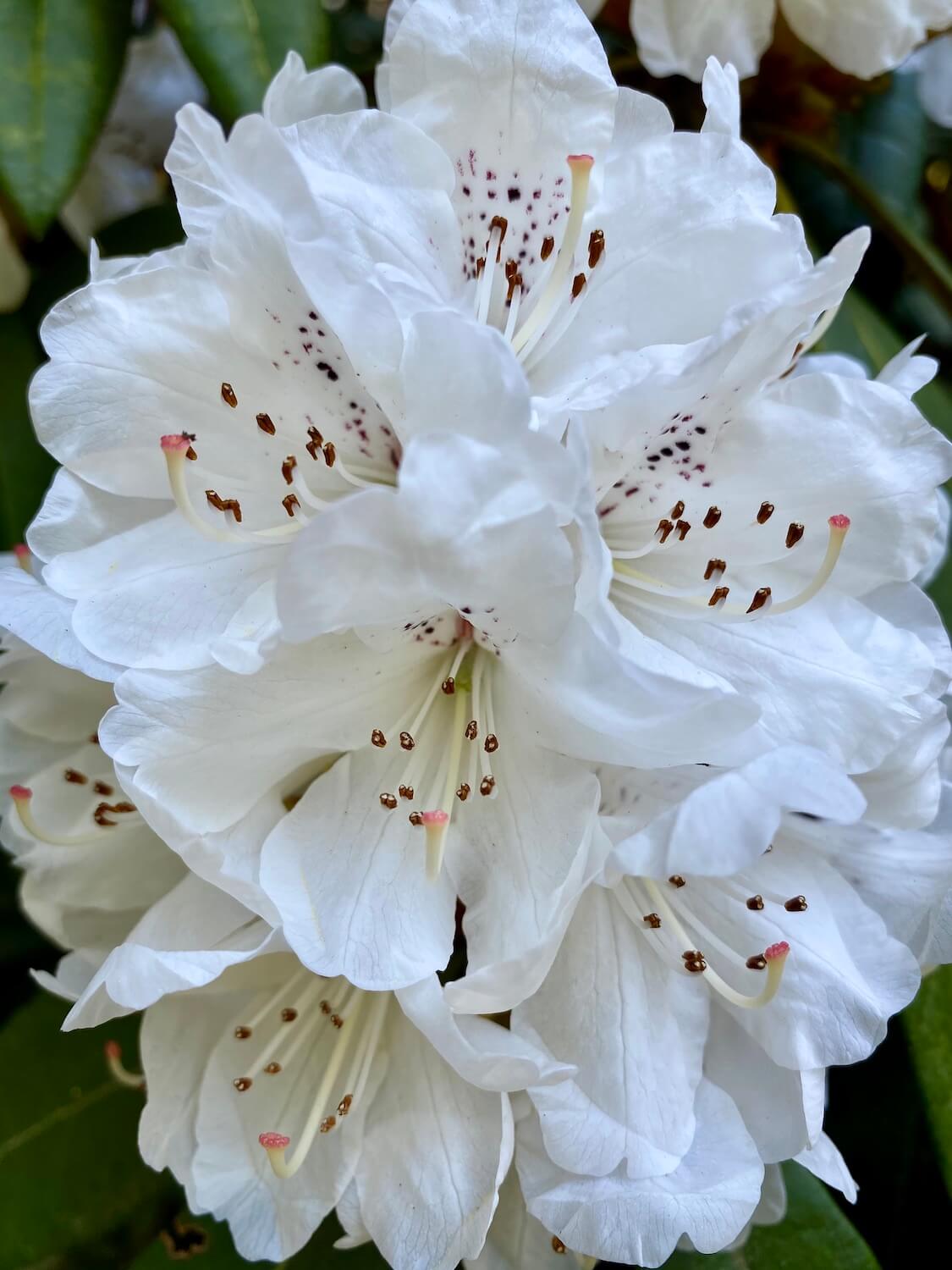A brilliant white rhododendron bloom with dark purple specks in the middle bursts alive in this Spring shot at the rhododendron species botanical garden, near Seattle, Washington.