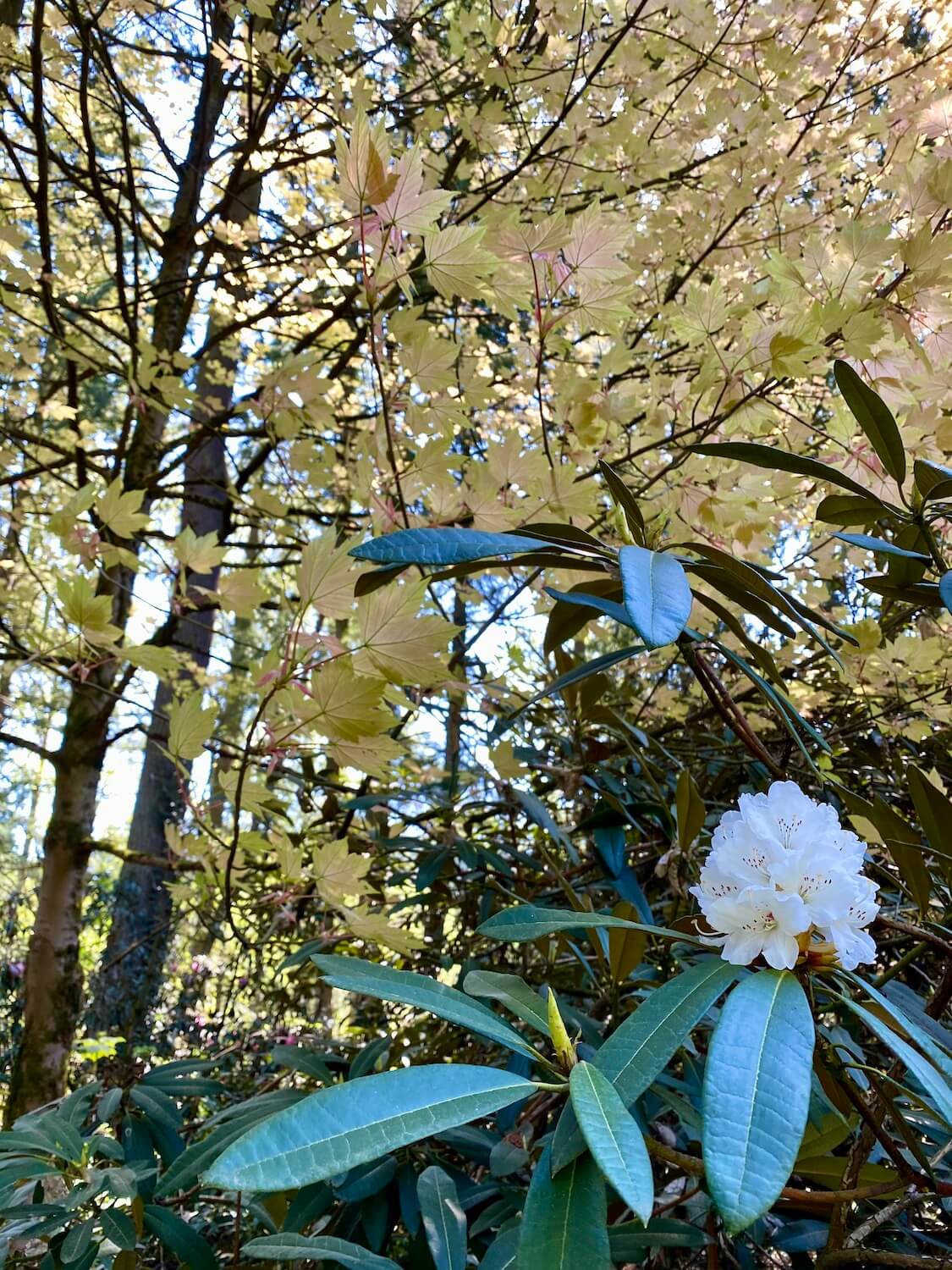 The Rhododendron Species Botanical Garden is amongst a wooded areas that includes the maple trees featured in this photo, still pushing out fresh light yellow leaves.  