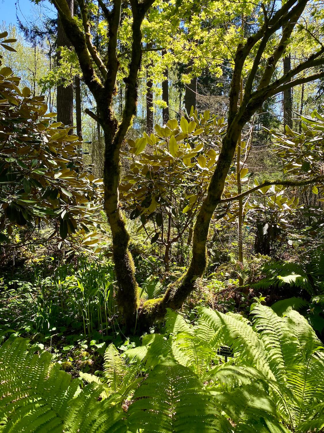 The forest scene in the rhododendron  Species Botanical Garden near Seattle, Washington features many varieties of trees, including fir and the maple shown in this photo.  