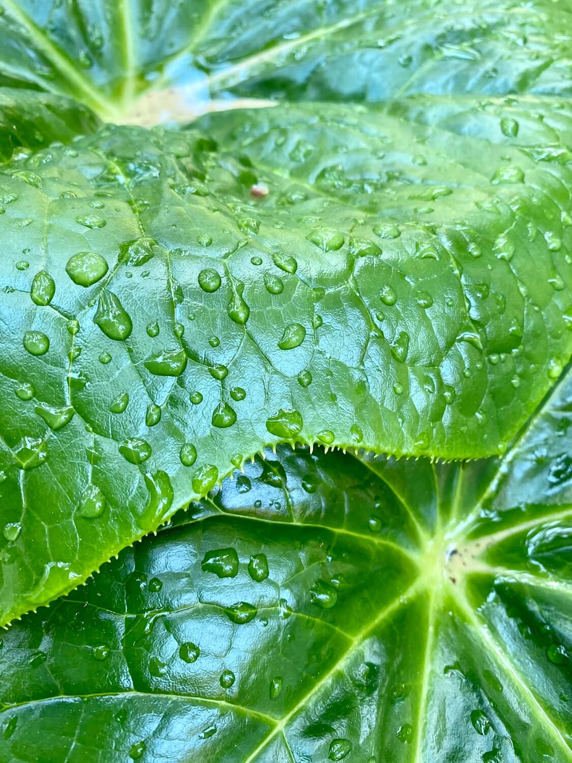 Large clumsy wet drops of water pool on a waxy green leaf of a forest plant.  The leave has gentle veins that lead to jagged spikes on the edges. 