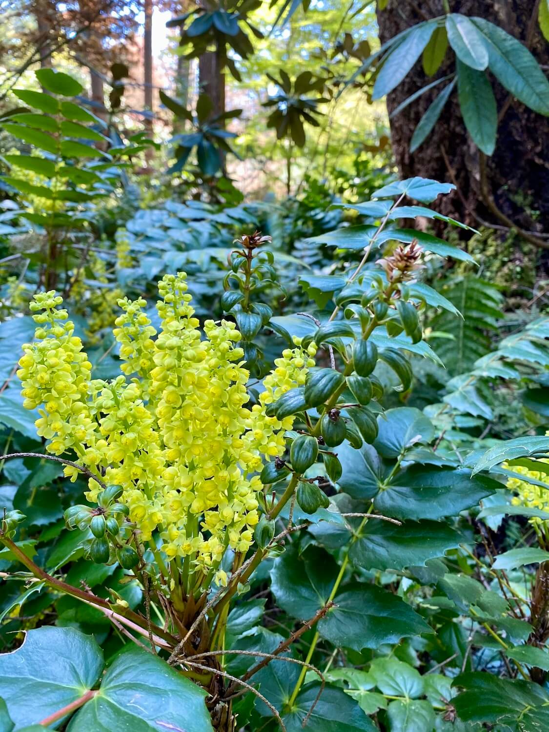The yellow flowers of Oregon grape push up on the forest floor in this Pacific Northwest Spring scene. 