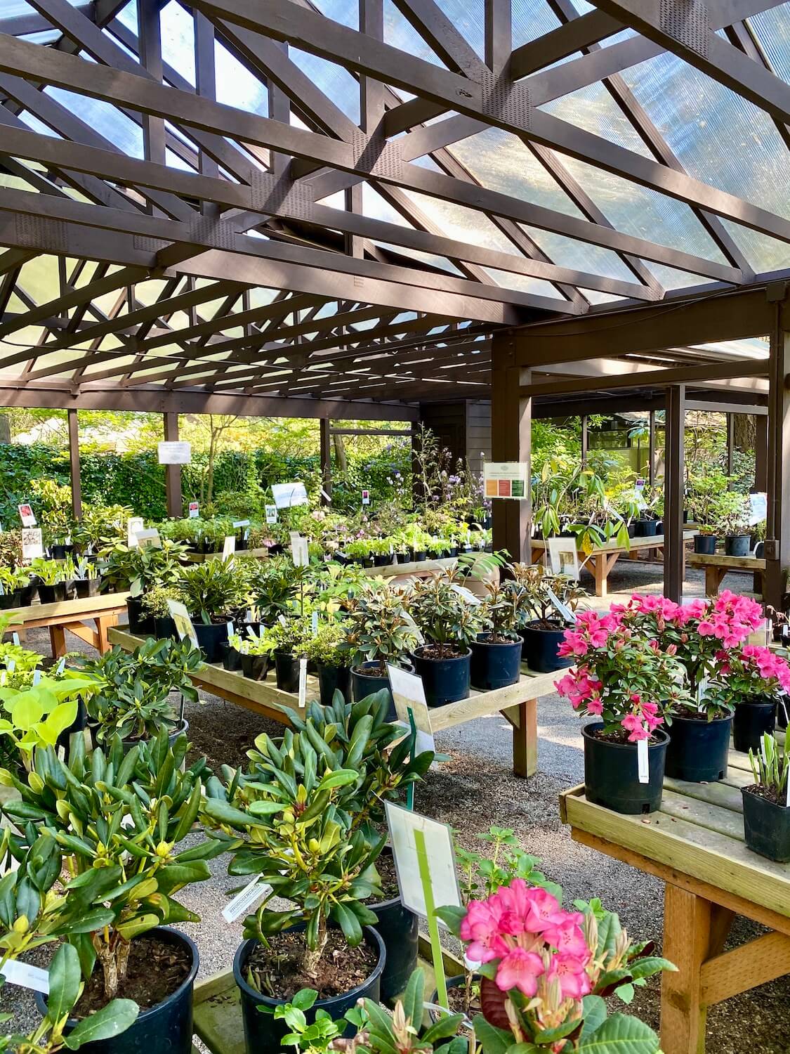 The plant pop-up sale at the Rhododendron Species Botanical Garden is popular with local gardeners.  Here there are several pink flowering plants amongst many varieties of hosts and other textured plants.  The brown wood frame holds together clear plastic roofing that allows in a lot of light. 