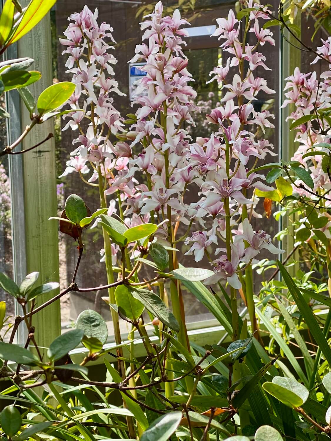 Delicate linear purple orchids grow confidently amongst other tropical plants, safe and warm inside the Rutherford Conservatory. 