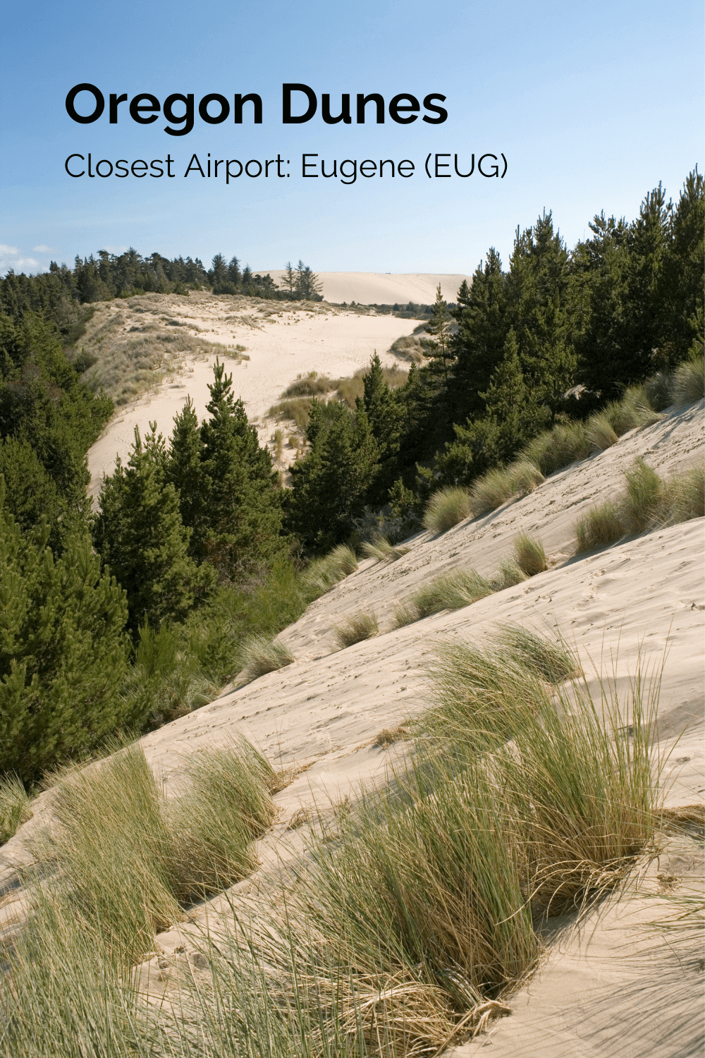 The Dunes in Oregon are impressive with mounds of sands rising over and over along the ocean.  Here, several small pine trees work their way into growth in the sand, amongst beach grasses that all flow together under the blue sky. 