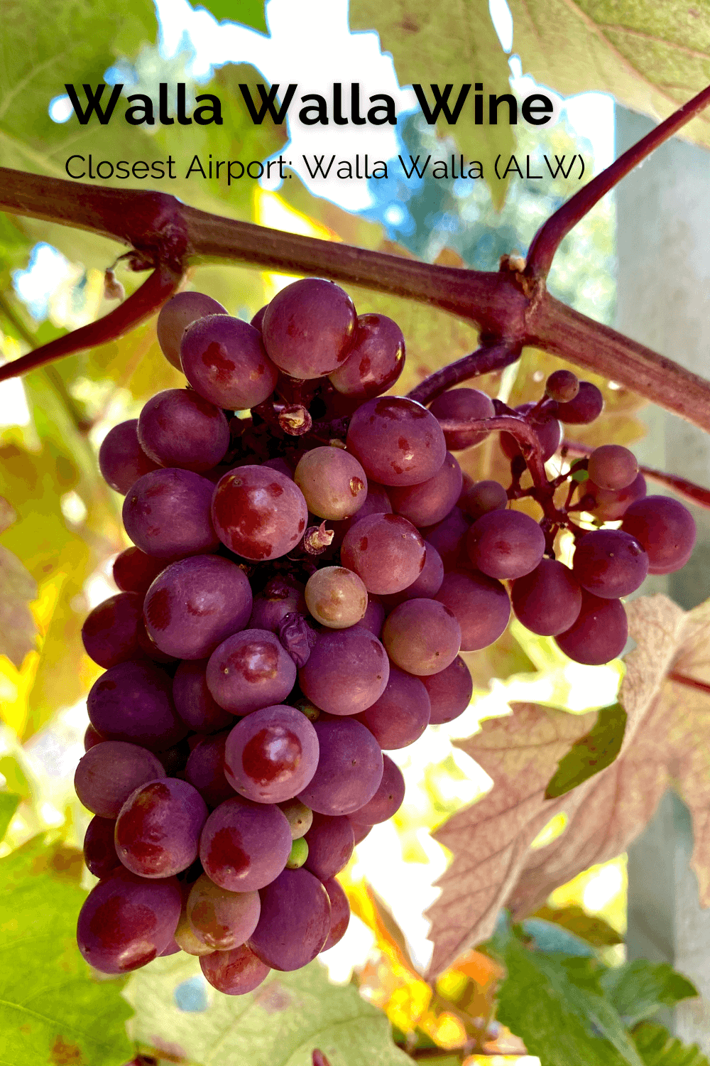 A ripe bunch of grapes clings to a vine amongst some fading summer leaves getting ready to turn colors for the fall.  