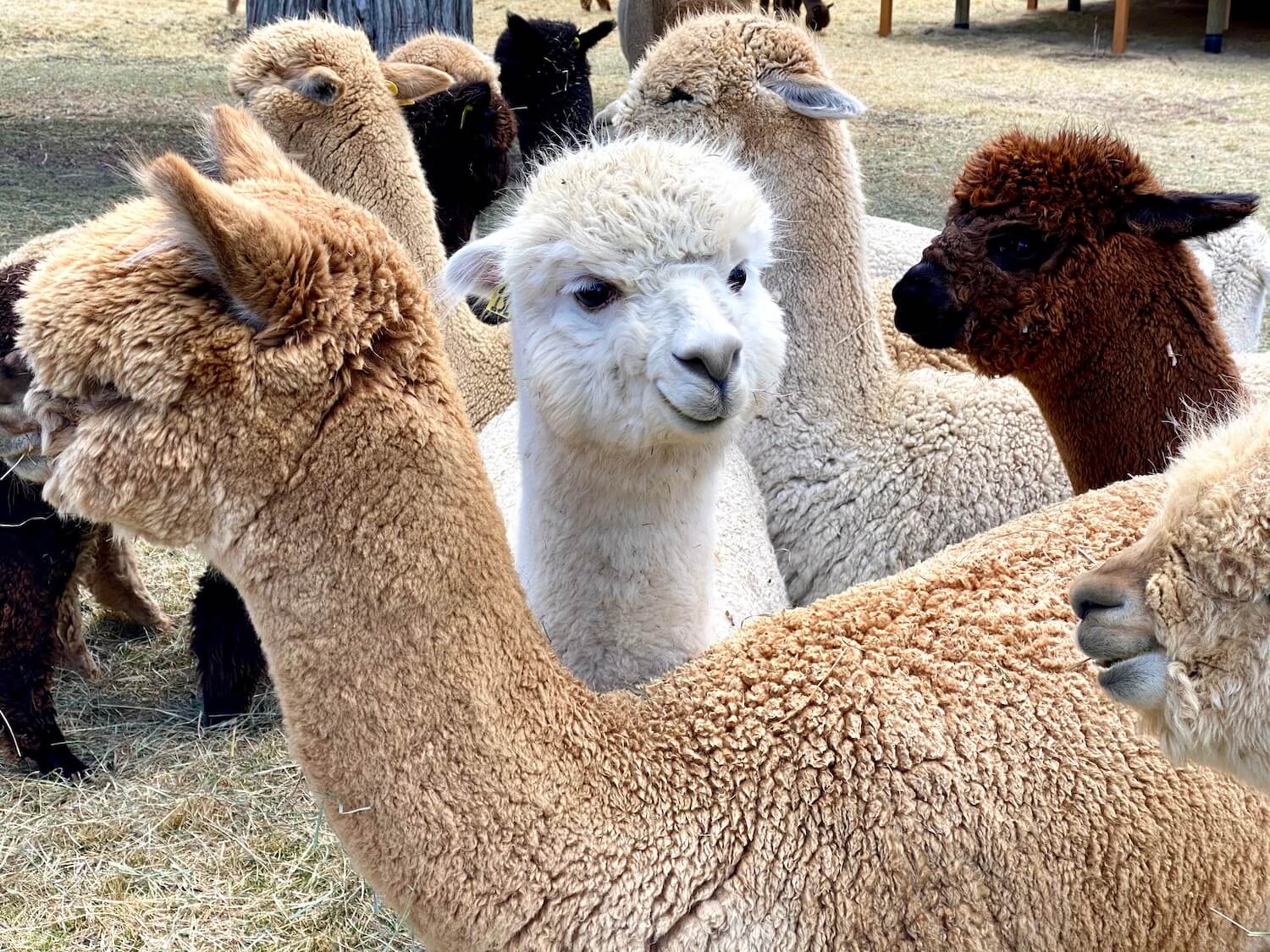 A white alpaca looks forward around other animals of brown and dark brown colors. Visiting an alpaca farm is a fun thing to do in Bend Oregon while visiting Central Oregon.