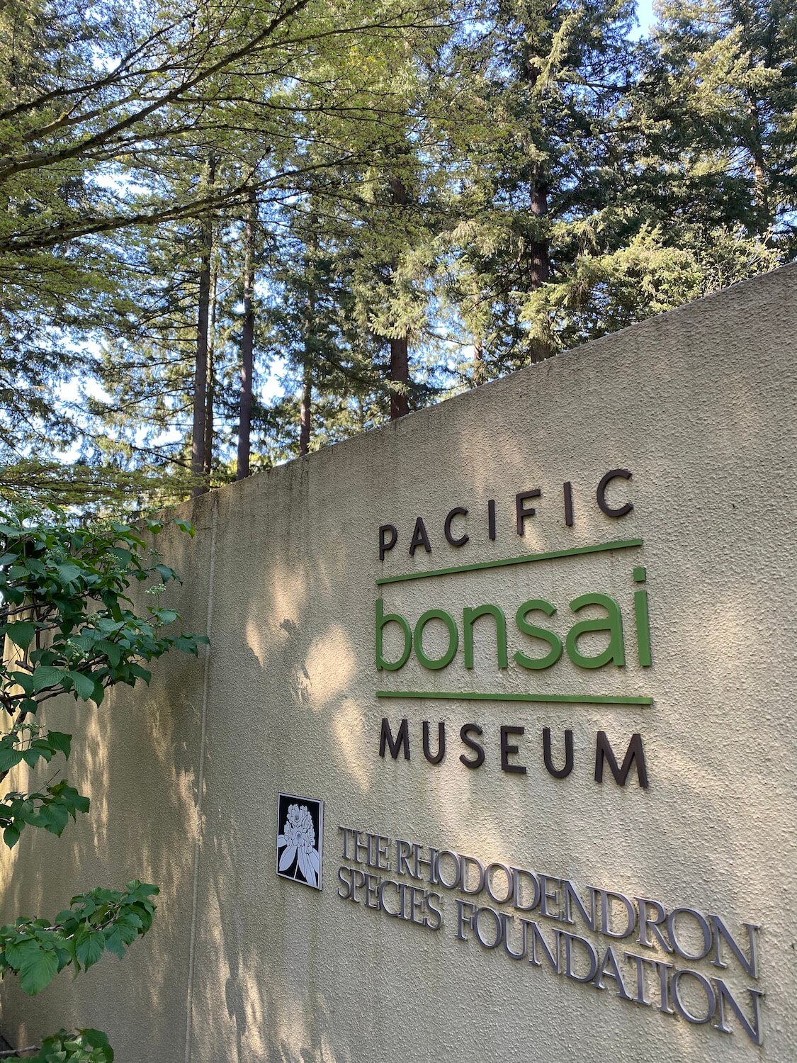 The Pacific Bonsai Museum is one with nature under the canopy of fir trees.  This shot shows the entrance gate to the museum, which shares space with the Rhododendron Species Botanical Garden.