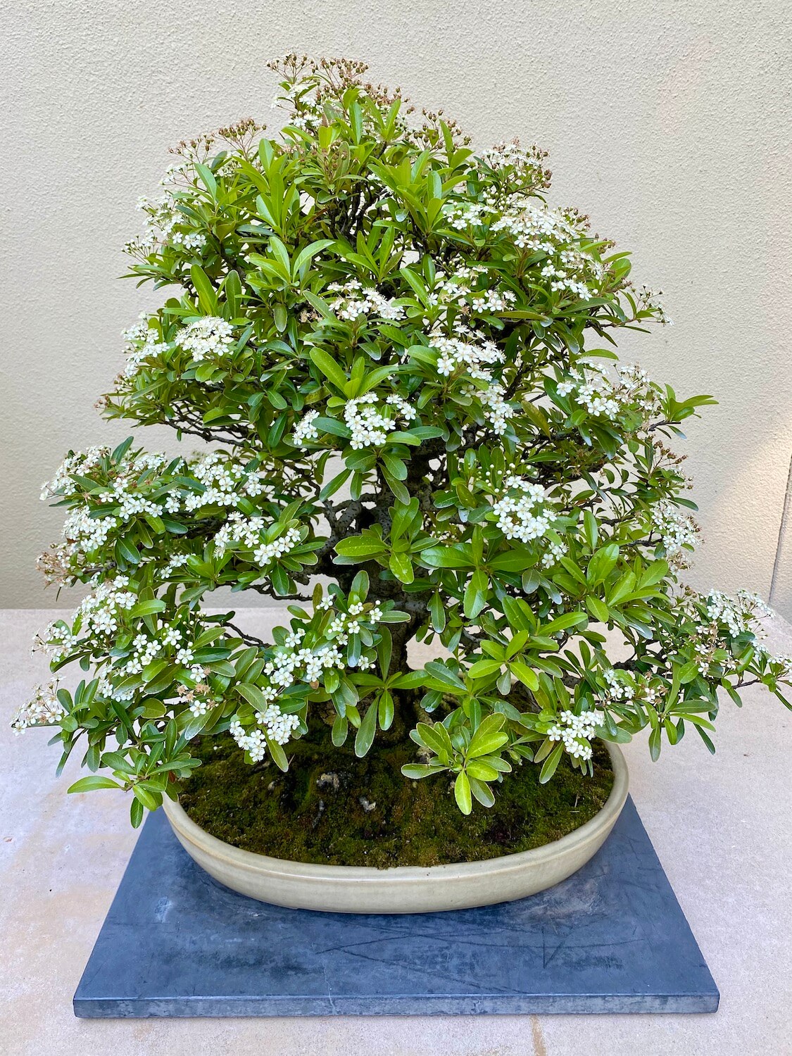 This miniature bush features showy white blooms in tiny clumps amongst the lime green waxy leaves.  The tree is held in a beige clay pot and tucked in with a mix of green and yellow moss.  