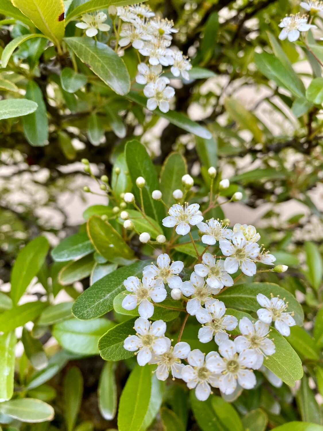 This is an up close shot of the delicate tiny clumps of white cherry flowers contrasted abasing lime green leaves on an exhibit at the Pacific Bonsai Museum near Seattle, Washington. 