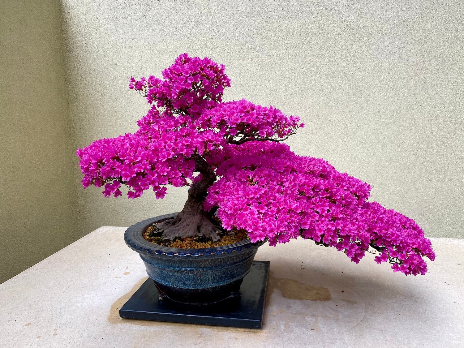 A beautiful pink flowering azalea is in full bloom on this miniature tree at the Pacific Bonsai Museum near Seattle, Washington.