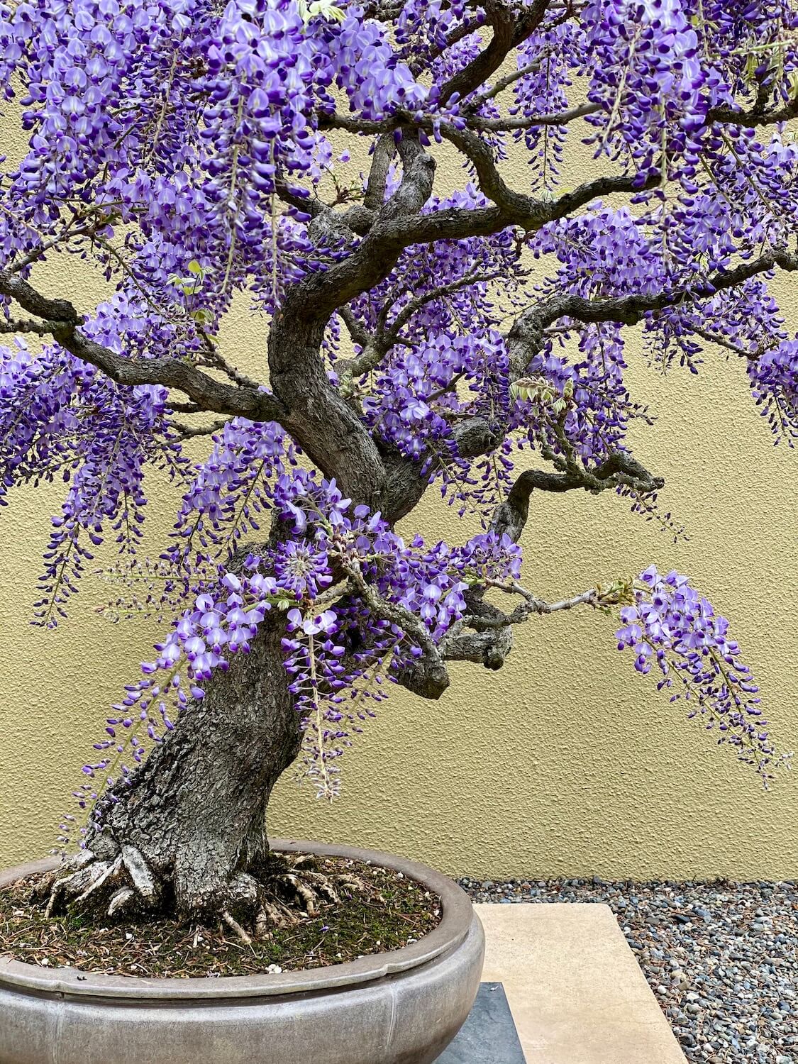 Pacific Bonsai Museum - the beautiful twisted balance of nature 