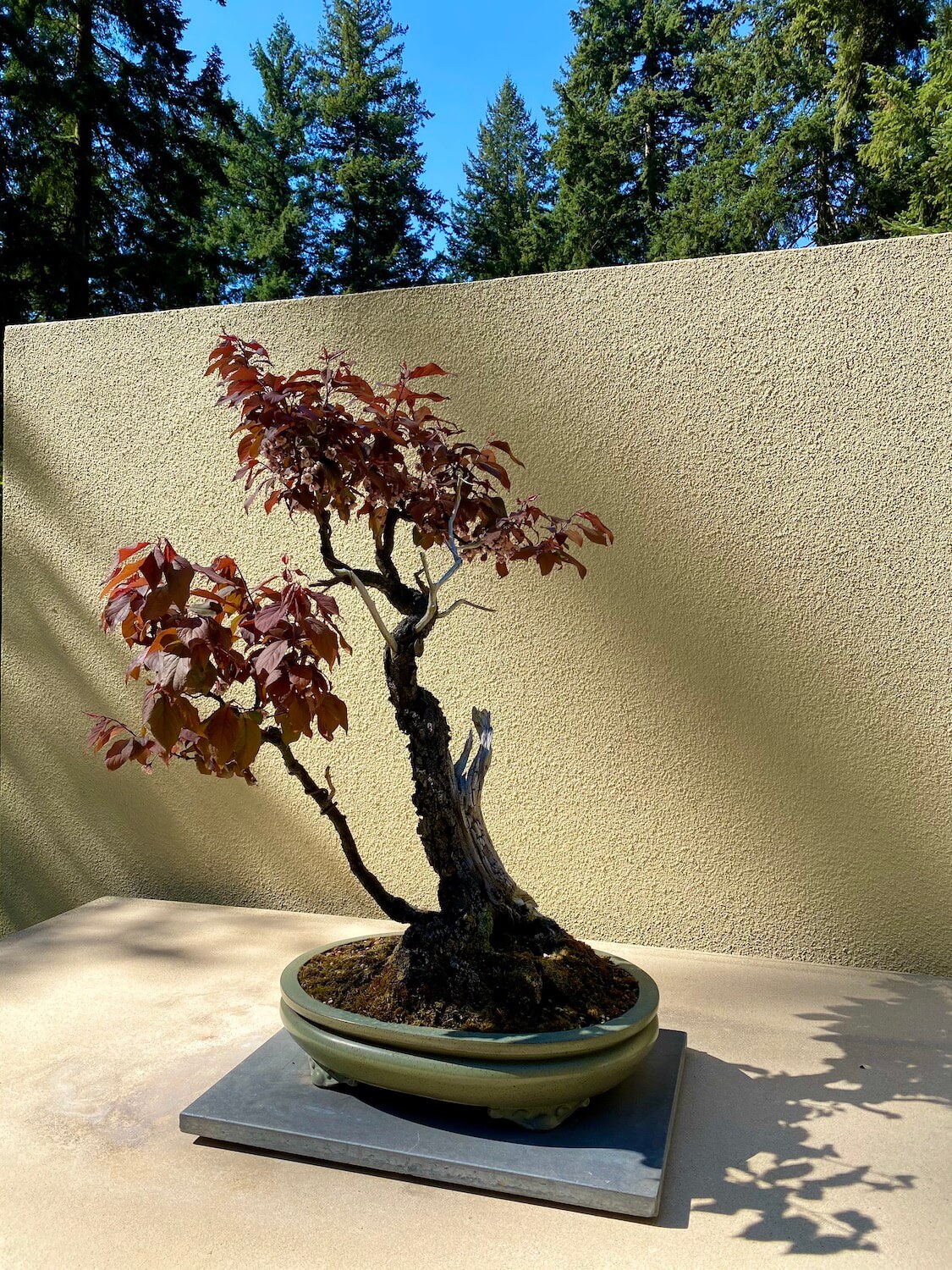 The Pacific Bonsai Museum hosts over 60 miniature trees amongst a nature setting, including this intricately tripped Japanese plum tree, with fresh young vibrant purple leaves.