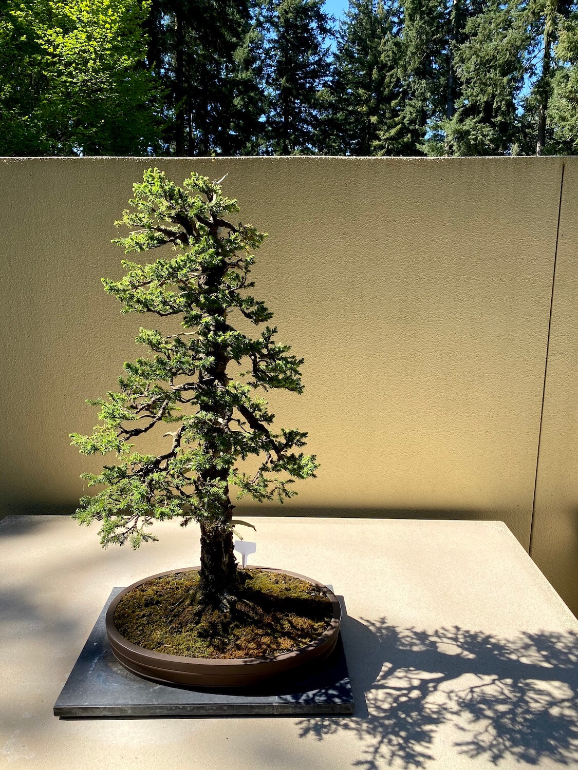 This shot shows the natural surrounding of the the Pacific Bonsai Museum, as this miniature white pine tree reaches up to the giant fir trees above.  The branches push out greenish pine needles as the round base is surrounded by tight green moss.  