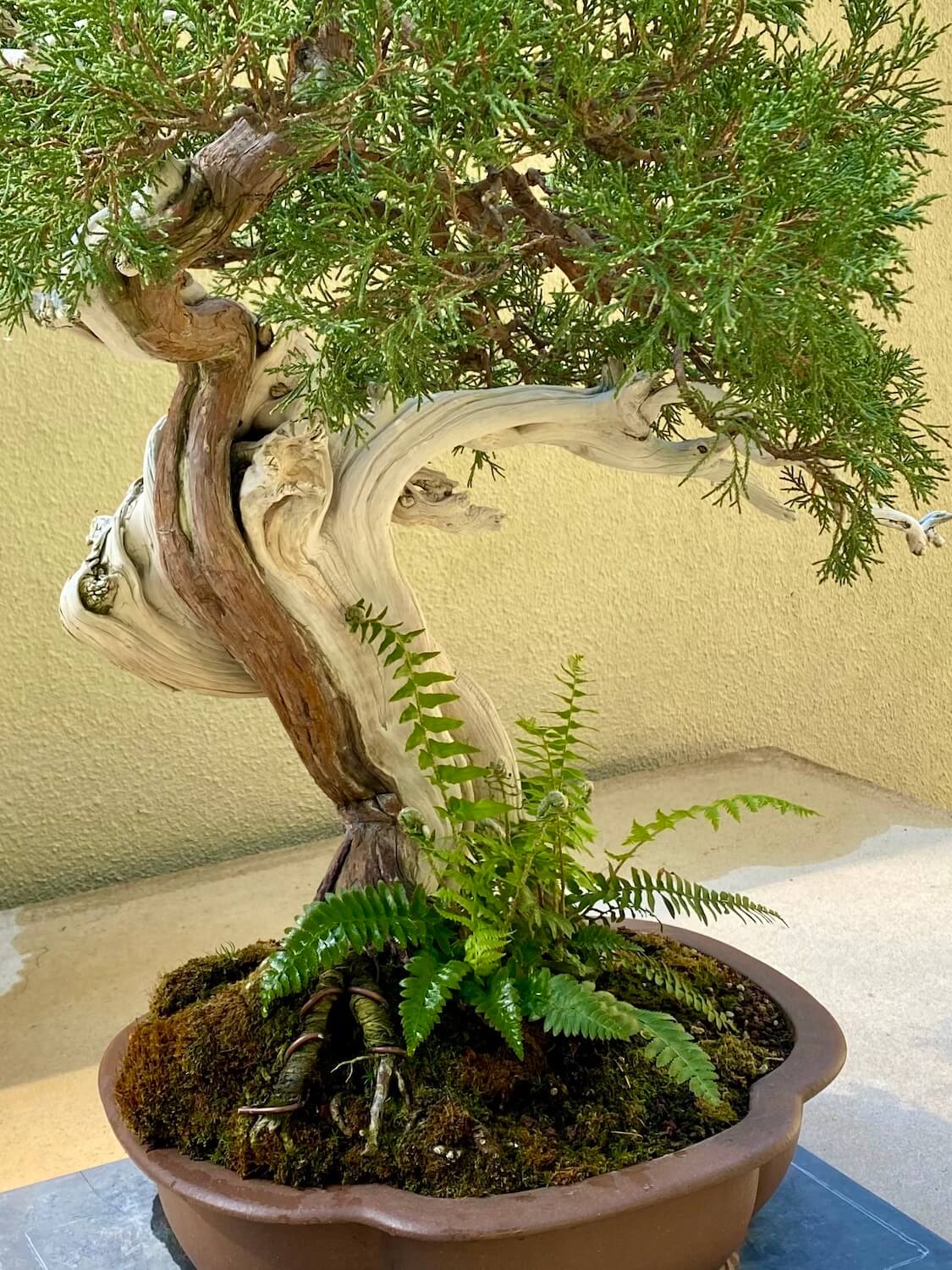This miniature tree appears to have two intertwining types of trees, one with white bark and the other with a cedar looking skin while the cedar leaves fan out in all directions. Below a miniature version of a fern spreads fronds amongst a moss covered base. 