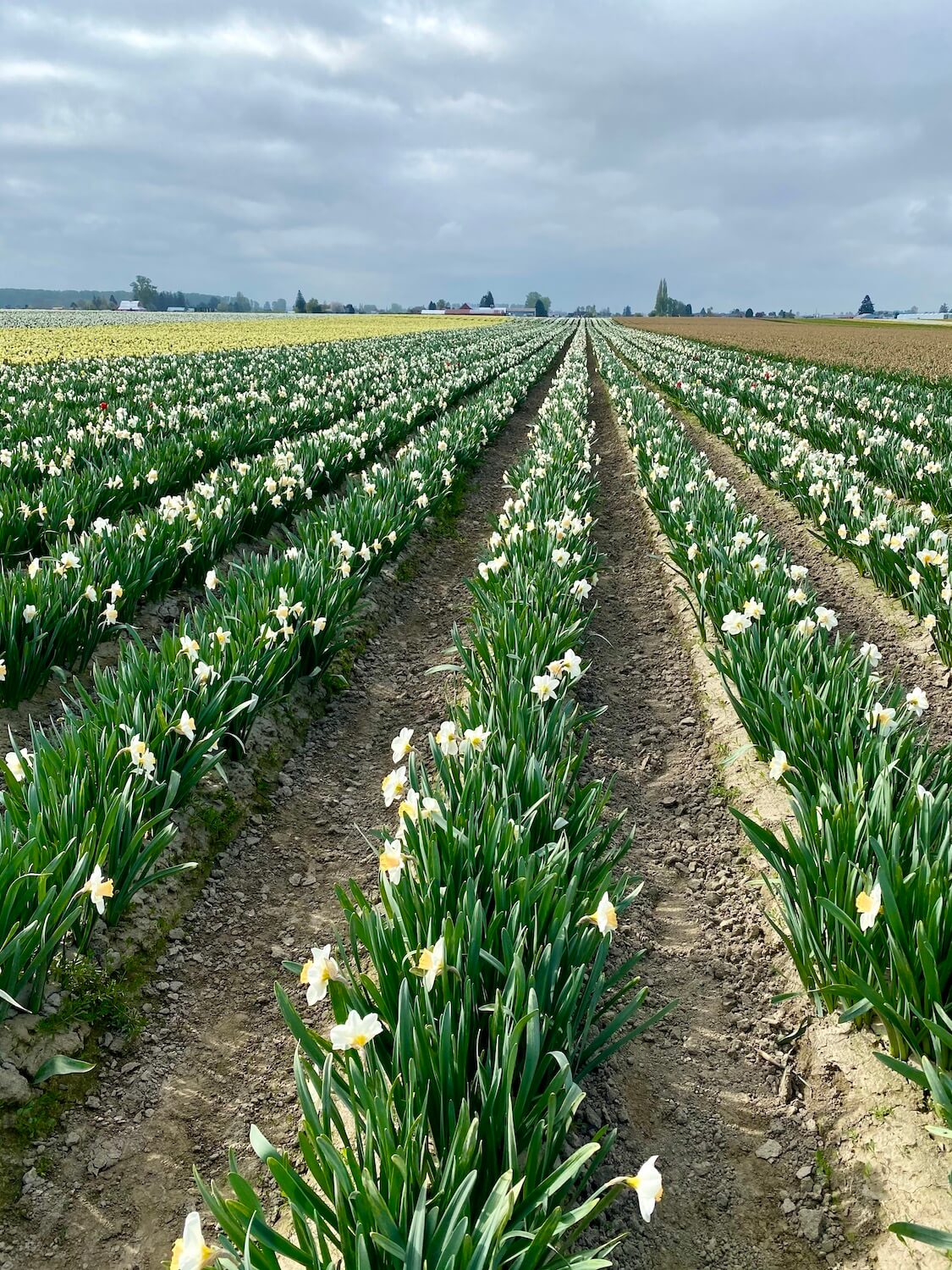 Row of daffodils in the Skagit Valley near La Conner, Washington shows the vast fields of flowers in the region.  The rows of flowers are on mounds of dirt and the texture of green narrow leaves are mixed with white blooms. 