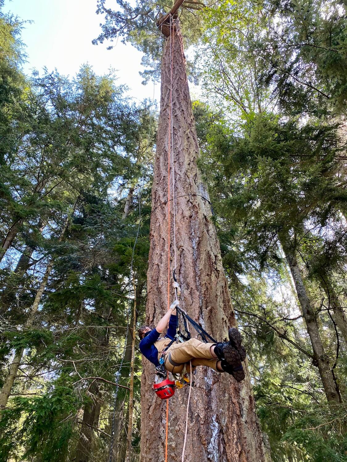 A young climber wearing orange colored carharts is suspended by pulleys and robe while climbing up to the top of an old-growth Douglas fir tree.  This tree is in the middle of Deception Pass State Park on Whidbey Island. 