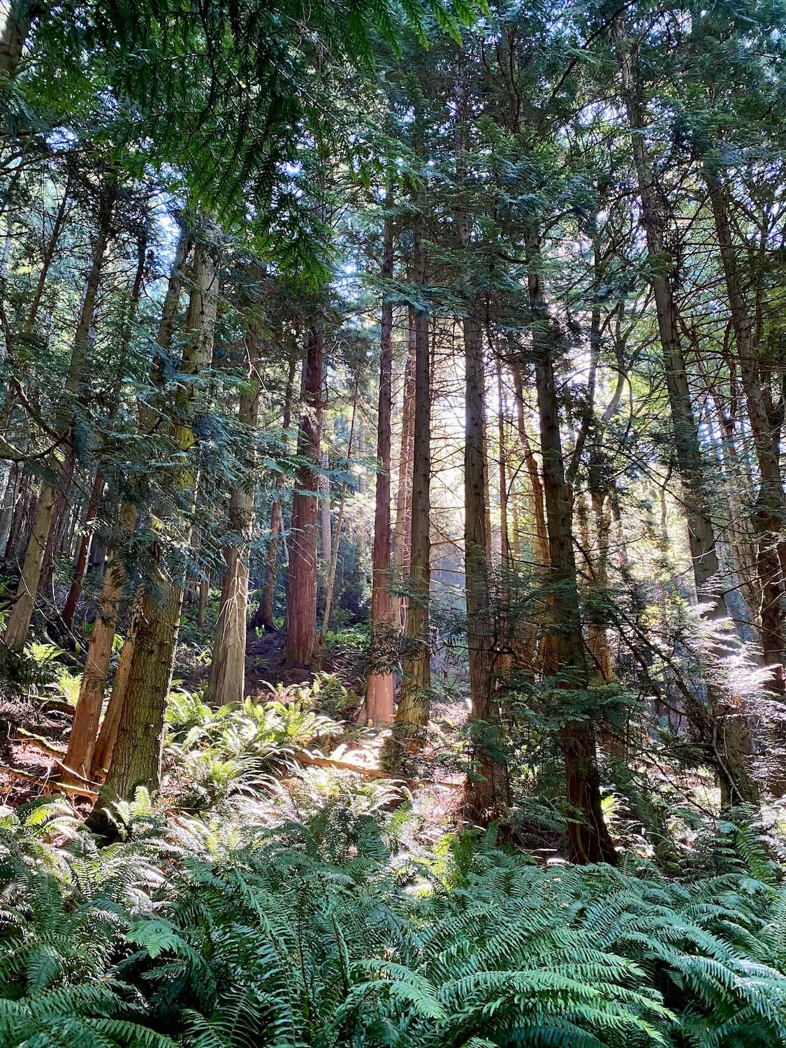 Rich textures of forest come together under the canopy of this Washington State Park.  tall fir trees, sword ferns and light shining through them all highlight this peaceful forest scene.