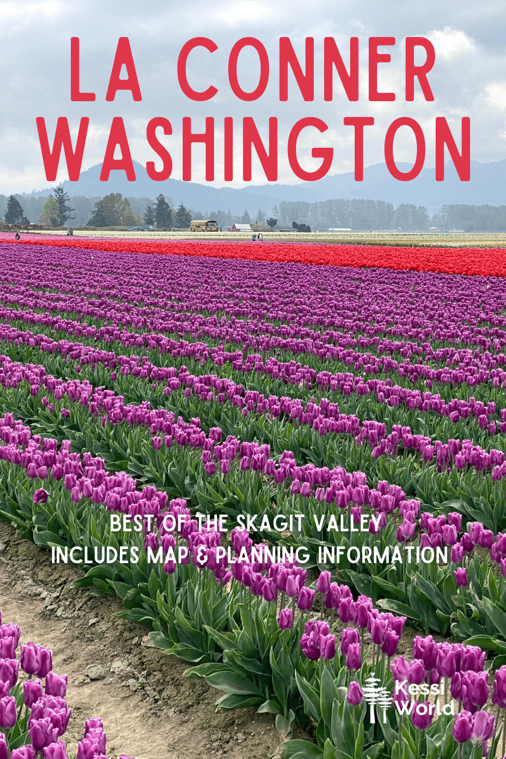 This Pinterest pin shows the colorful fields of tulips in bloom near La Conner, Washington.  There are patches of purple, red and yellow.  