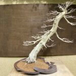 A dead miniature tree leans from out of a broken clay pot in a museum piece. The tree is white and several spindly branches line the trunk up and down.