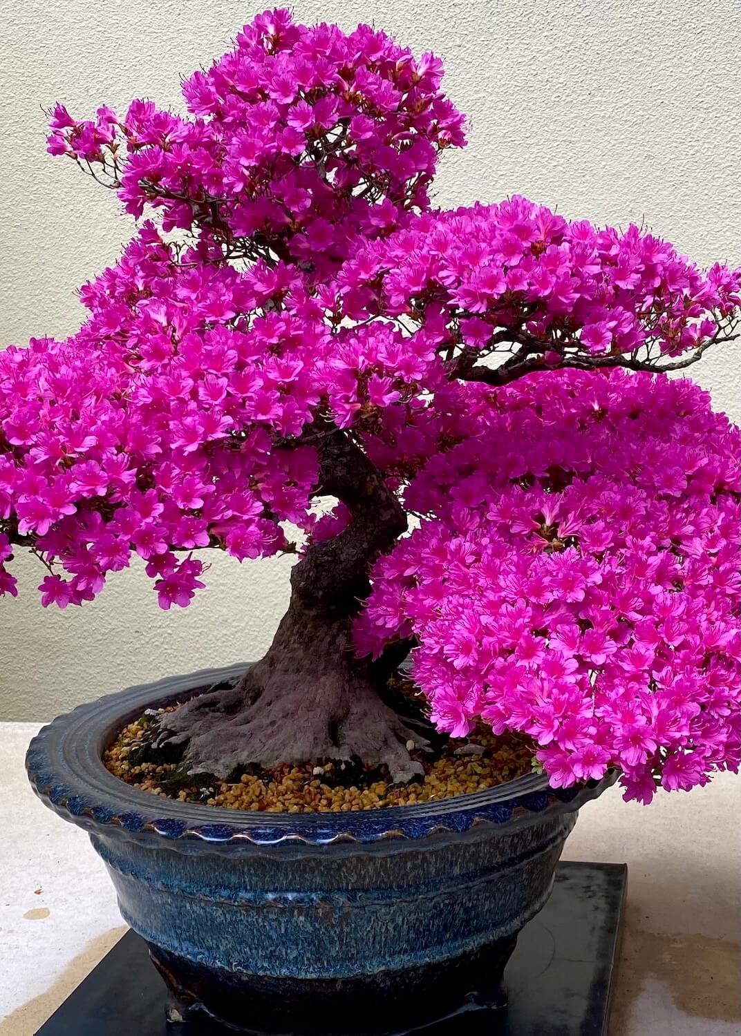 A bright pink kirishima azalea puffs hundreds of brilliant blooms out through twisting branches.  The plant is in a blue porcelain pot. 
