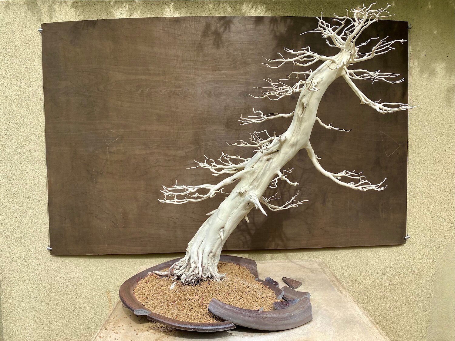 A dead miniature tree leans from out of a broken clay pot in a museum piece. The tree is white and several spindly branches line the trunk up and down.