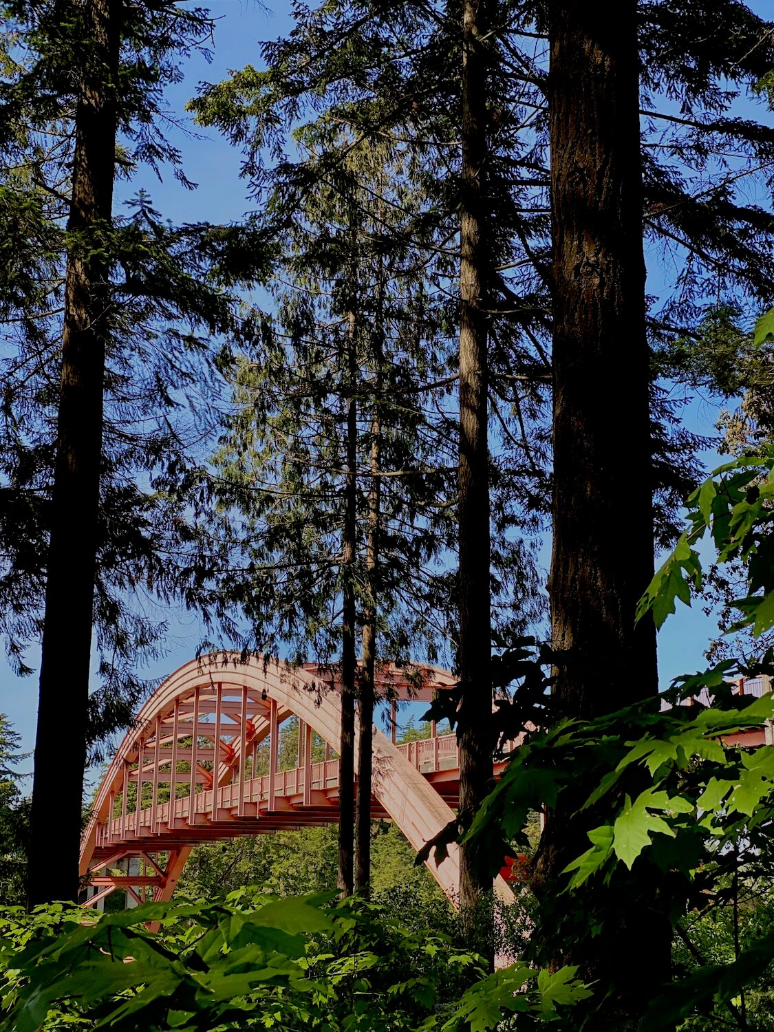 The pink hues of the Rainbow Bridge which connects the town of La Conner, Washington with the Swinomish Village.  The semi-circle metal structure can be seen through the forest of fir trees. 
