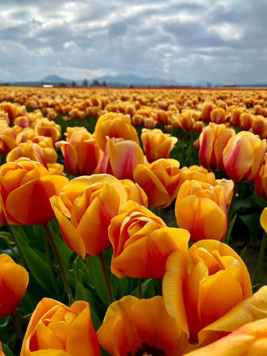 Tulips in season in the Skagit Valley of Washington State. These are yellow with orange highlights and the sky is a stormy gray above the vast fields.