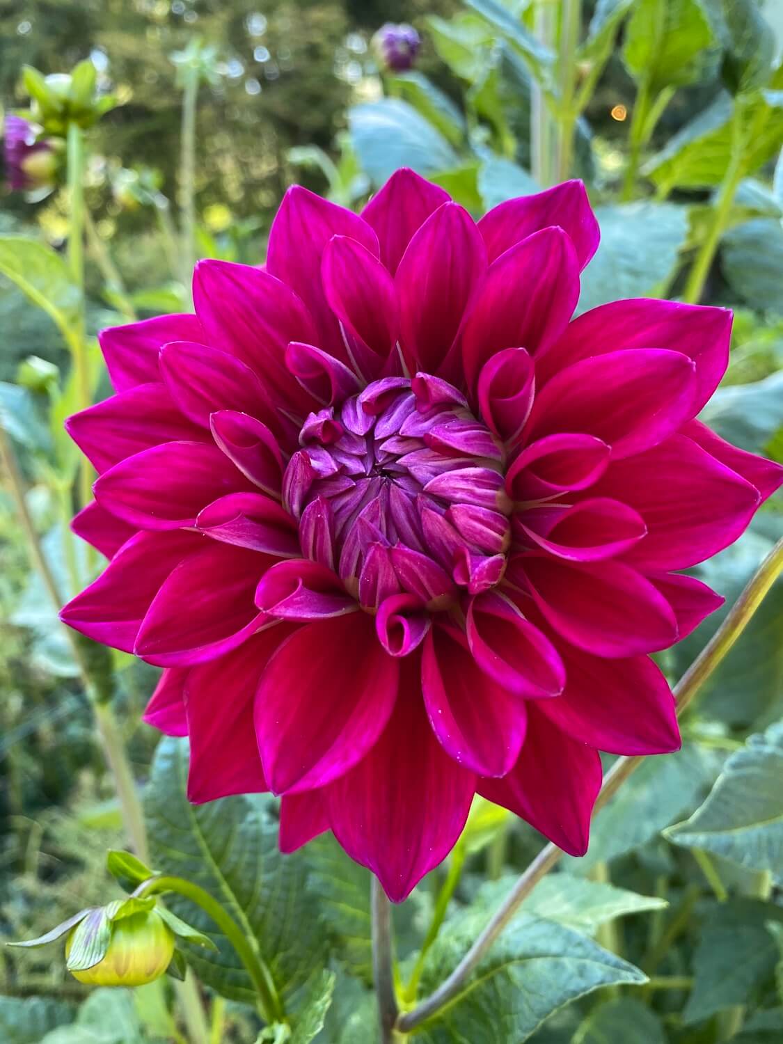 A beautiful bold dahlia comes to like in a garden during the summer season in Seattle.  The background is out of focus green plant foliage. 