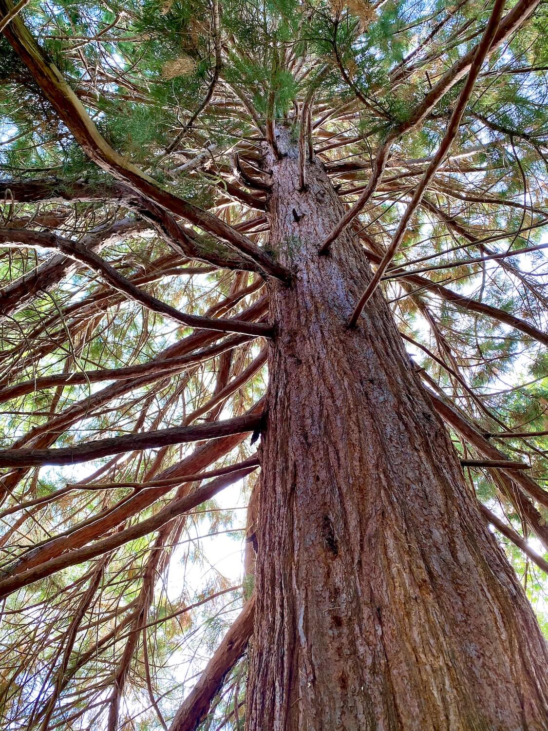 The branches of a redwood tree create a geometrical design leading up the trunk of a redwood tree, as taken from the base.  The needles are a mixture of green and gold and the bark has a rich red texture.  
