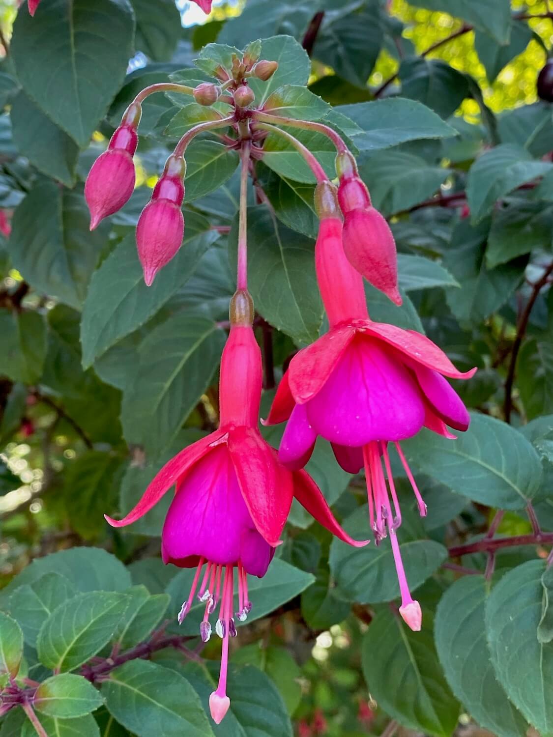 Two vibrant magenta fuchsia blooms dangle from the greenery of the plant in a botanical garden in Seattle. 